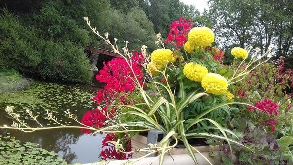 Belles fleurs à Guéméné -Penfao