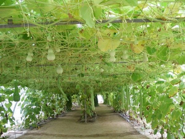 Potager Extraordinaire en Vendée