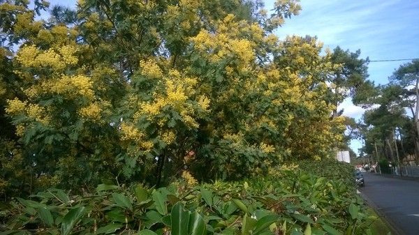 Les Mimosas sont déjà en fleurs 