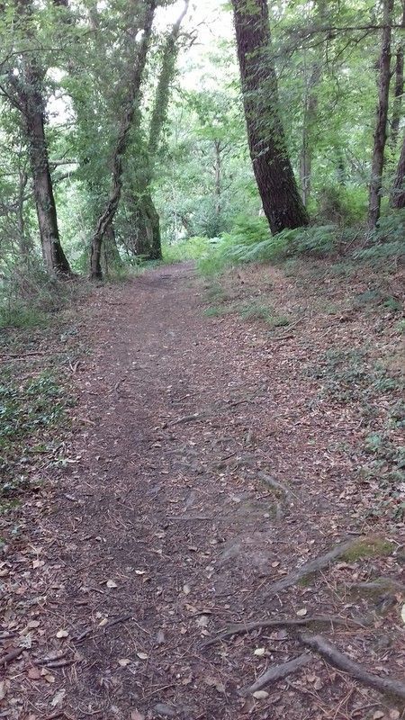 Promenade en forêt à Guéméné Penfao