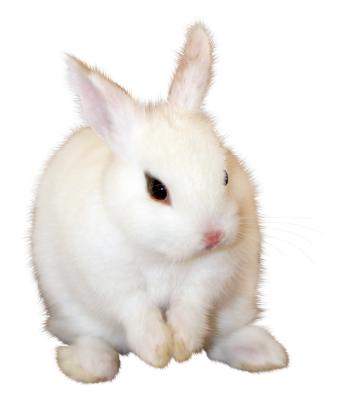 lapin_1.png