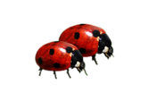 les_deux_font_la_paire_coccinelles