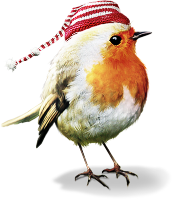 oiseau-avec-bonnet.png