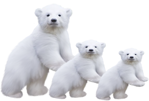 ours-blanc.png