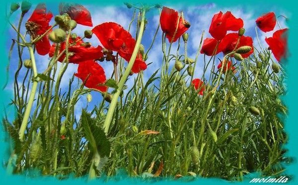 COMME UN COQUELICOT