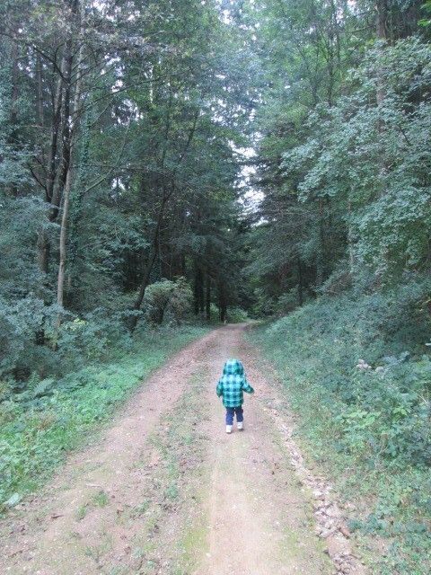 Nos comptines : la forêt