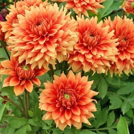 Dahlia "Château d'Urville"