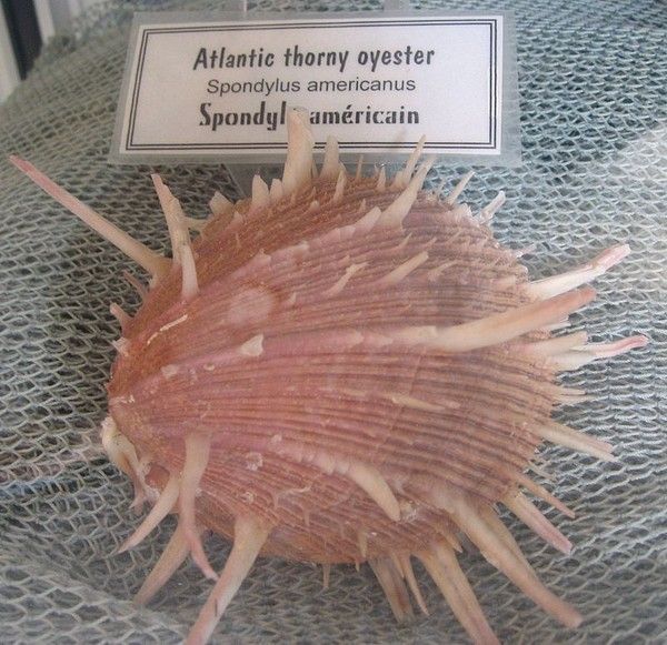 Spondylus americanus