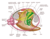 Bivalves Anatomy =двустворчатая анатомия