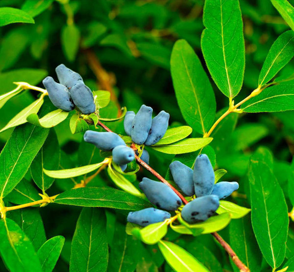 Chèvrefeuille bleu comestible aux baies de mai