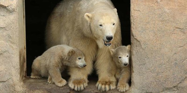 Trois oursons blanc sur la Côte d'Azur 