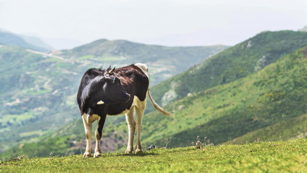  l’Algérie veut accroître sa production de lait en poudre 