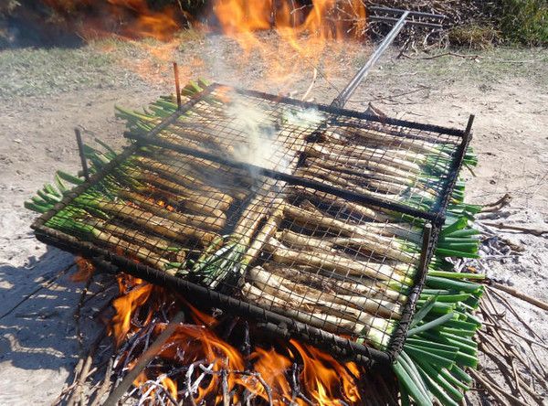 Calçots (oignons nouveaux de Catalogne)