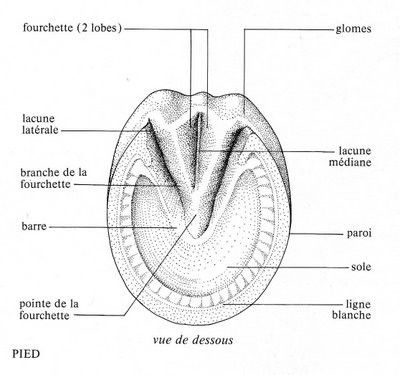Un peu plus sur le sabot