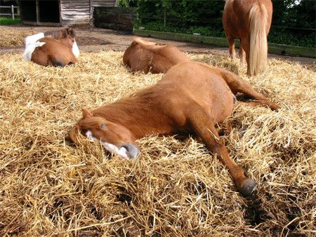 Le sommeil du cheval