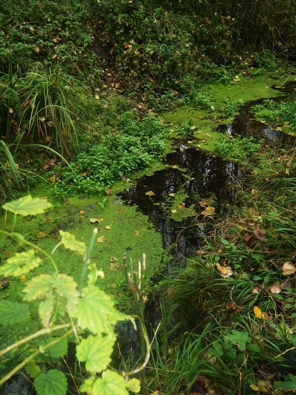 Filet d'eau sous l'automne