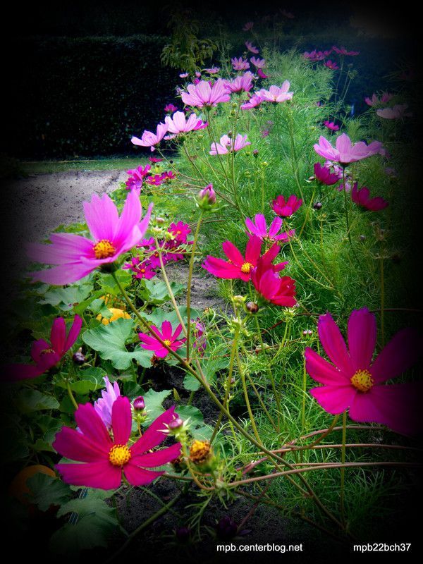 Couloir de fleurs