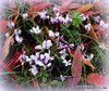 Petites fleurs des bois 