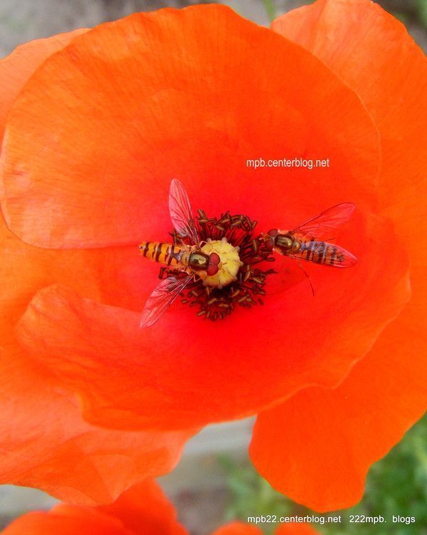 Coquelicot et compagnie