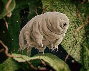 tardigrade