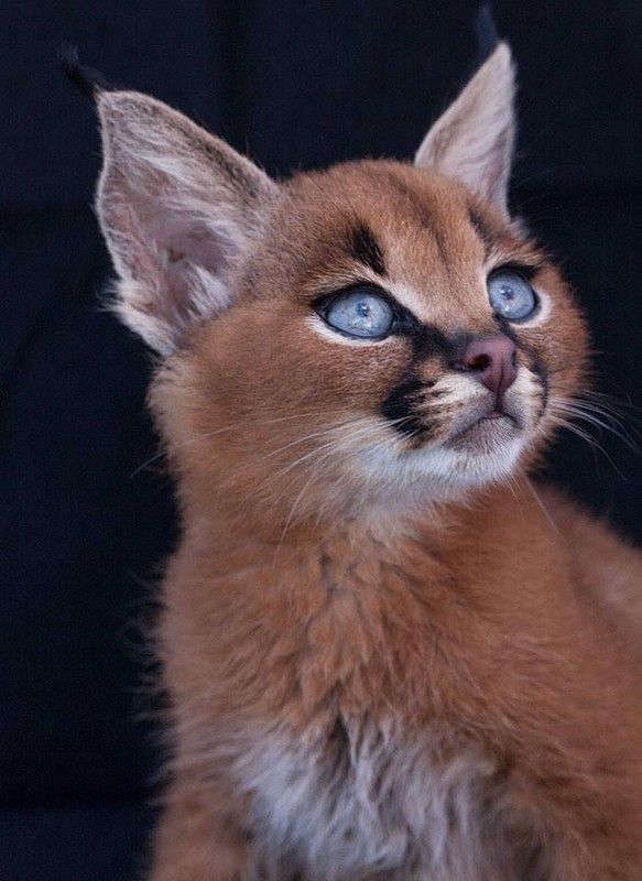 caracal,