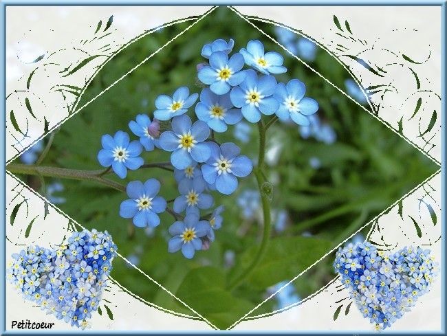 myosotis-Copie.jpg