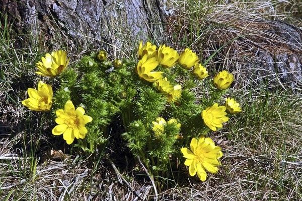 Adonis vernalis