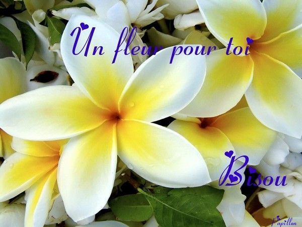 Une fleur pour toi