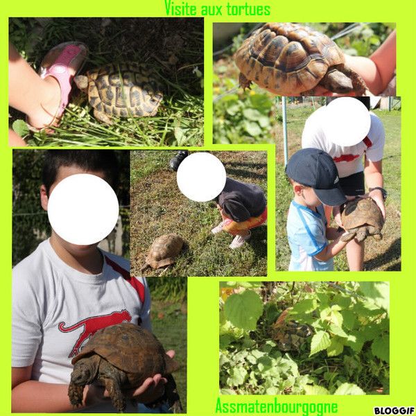 visite aux tortues 