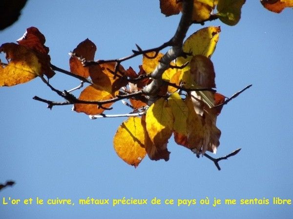 L'OR ET LE CUIVRE...