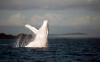 "Baleine à bosse albinos..." 