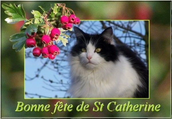 "Bonne Fête de St Catherine"...