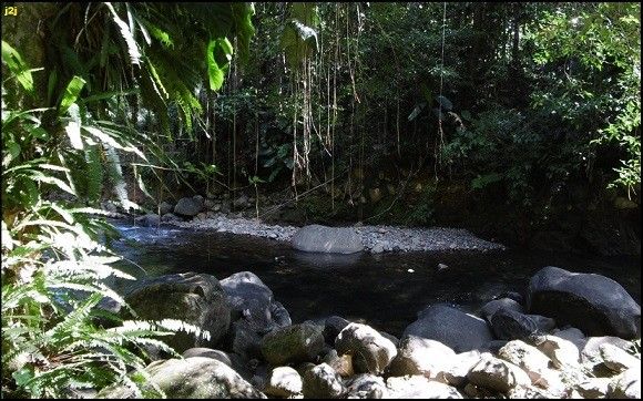 Pique-nique en foret tropicale