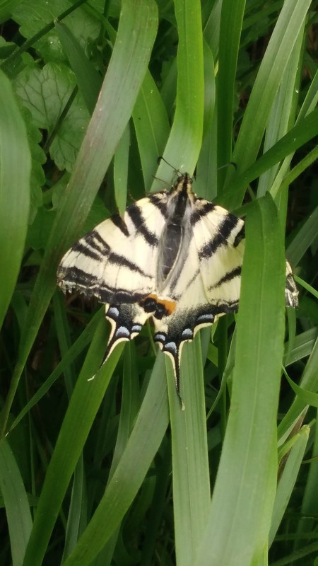 Flambé (Iphiclides podalirius)