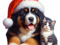 " Noël - chien et chat" (tubé par mes soins)