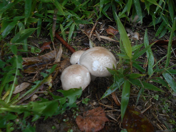 LA CORREZE et ses champignons 