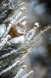 Animaux dans la neige   ...