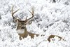 Animaux dans la neige   ...