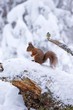 Animaux dans la neige    ...