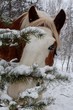 Animaux dans la neige    ...