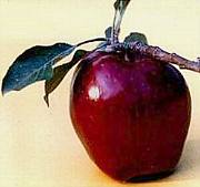 Arkansas Black apple