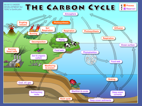 carbon cycle diagram