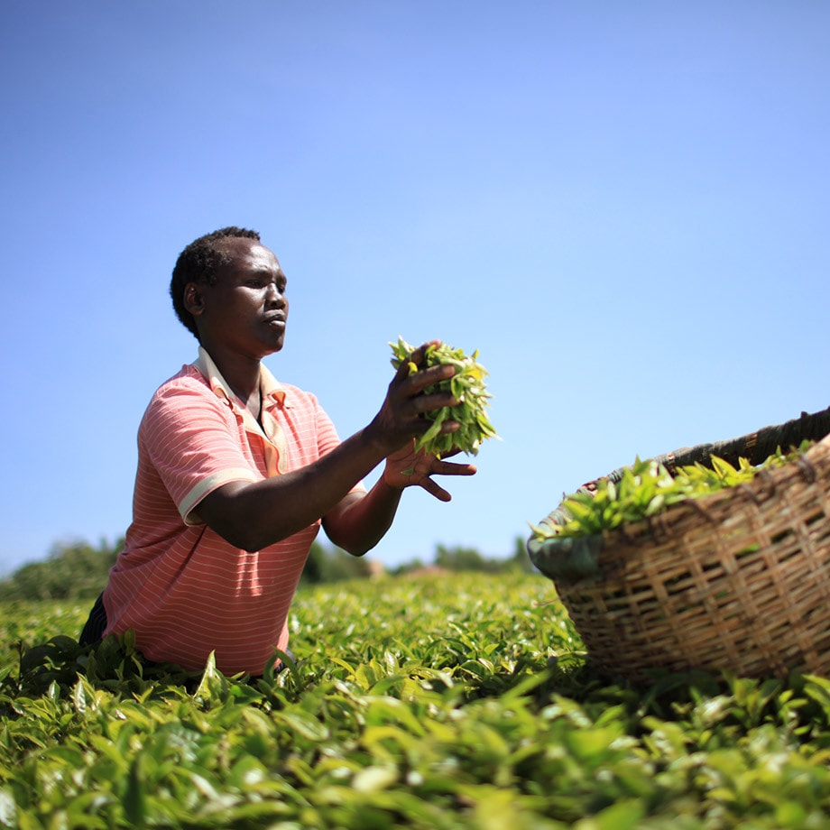 Farmer working in a field