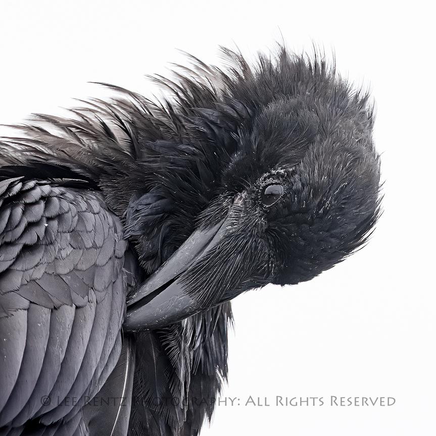 RAVEN GROOMING