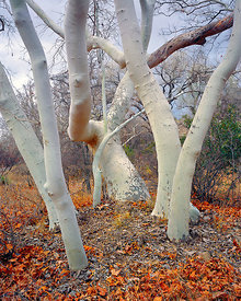 Sycamore Twist