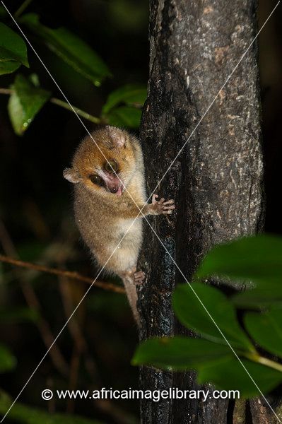 Rufous mouse lemur (Microcebus rufus),  Ranomafana National Park, Madagascar