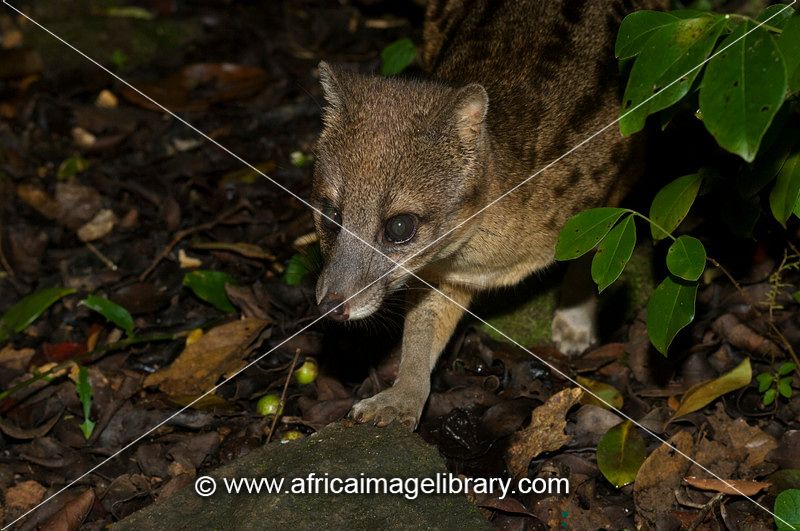 Fanaloka or Malagasy striped civet (Fossa fossana), Ranomafana National Park, Madagascar