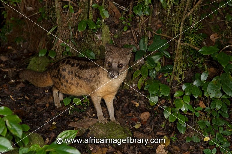 Fanaloka or Malagasy striped civet (Fossa fossana), Ranomafana National Park, Madagascar