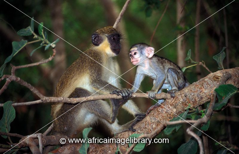 Callithrix monkey with young, Cercopithecus sabeus, Janjangbureh, formerly called Georgetown, on MacCarthy Island, the Gambia