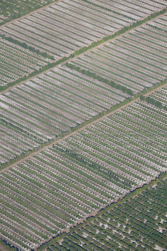 Orange Groves